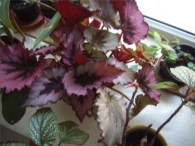 begonia rex